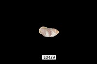 藏品(臺灣豆蝸牛)的圖片